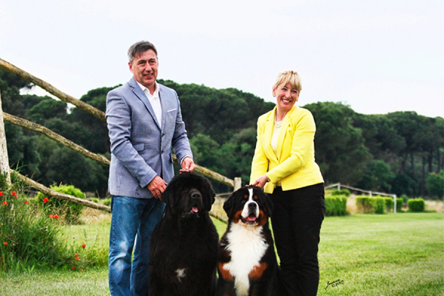 Interview with Mrs. & Mr. Mauro • Starry Town Bernese Mountain Dogs