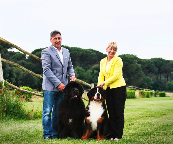 Interview with Mrs. & Mr. Mauro • Starry Town Bernese Mountain Dogs