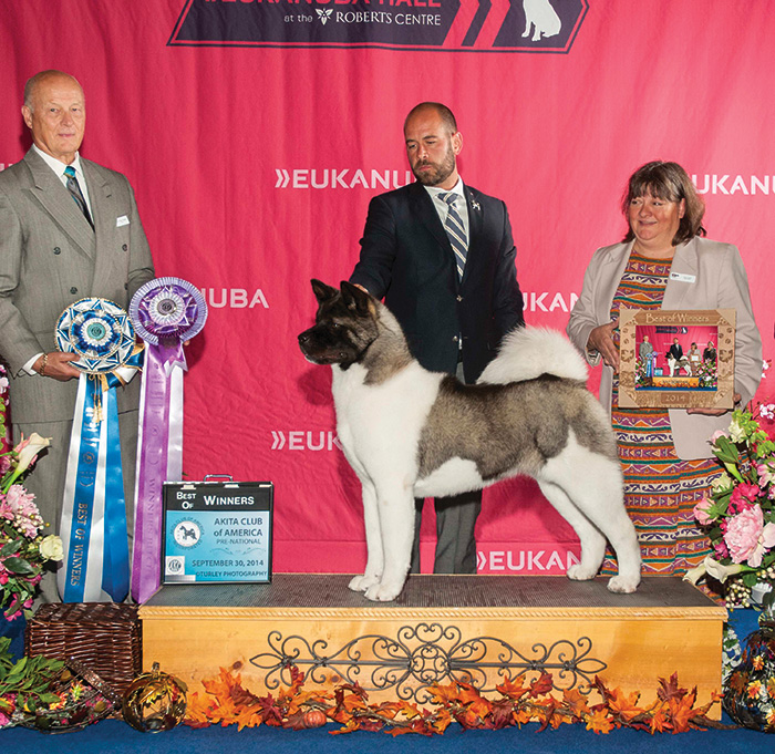 Estava Rain American Akitas