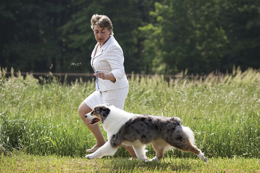 Grande Jorasses Australian Shepherds