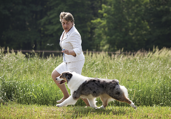 Grande Jorasses Australian Shepherds