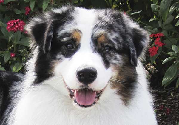 Northbay kennel • Australian Shepherds