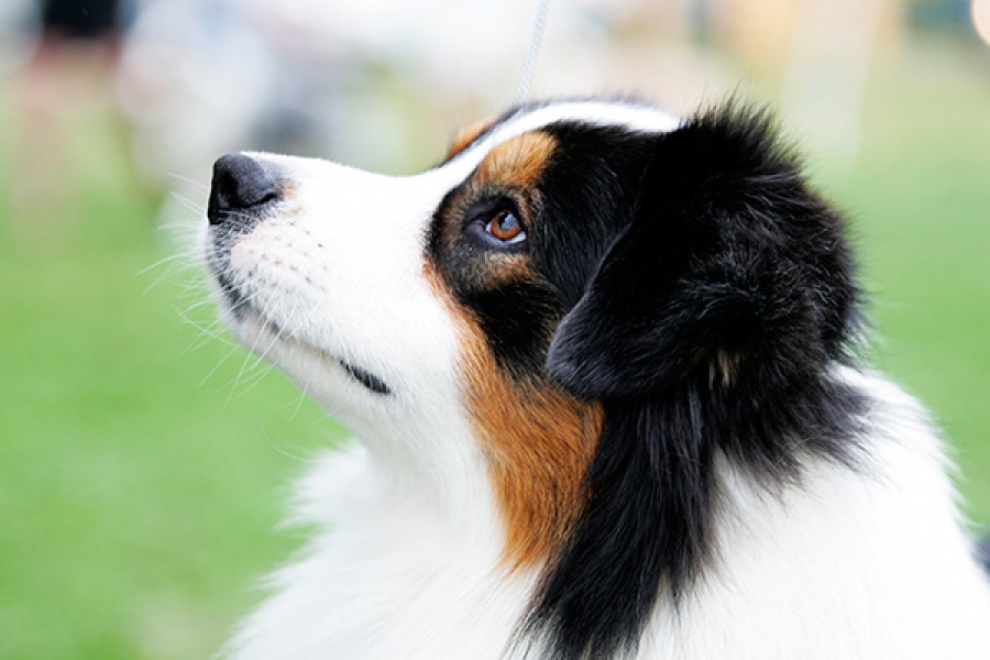 Stonepine Australian Shepherds