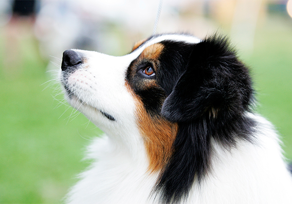 Stonepine Australian Shepherds