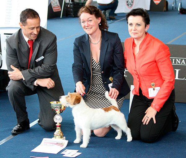 Saltisgardens Jack Russells