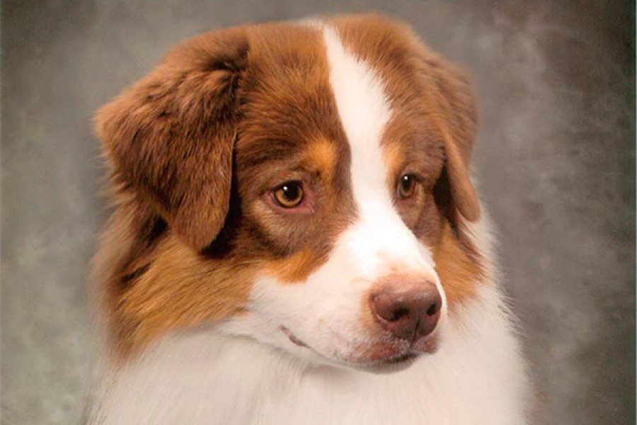 Bayouland Australian Shepherds