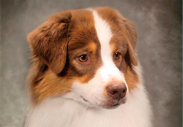 Bayouland Australian Shepherds