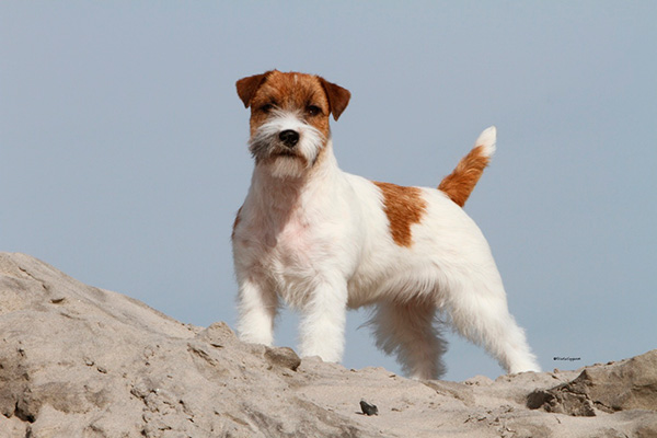 Foxfield Jack Russells