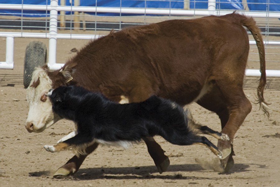 History Of The Breed