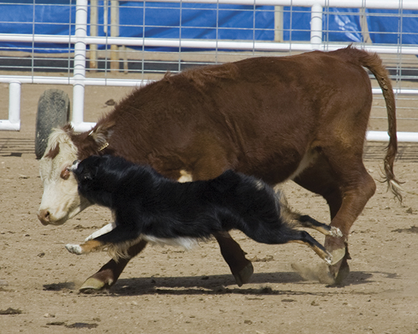 History Of The Breed