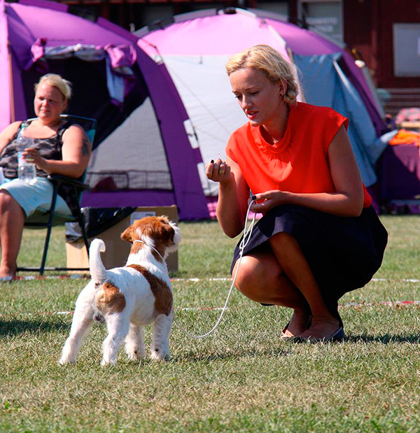 Knotteliten Jack Russells