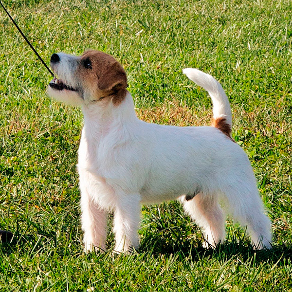 champion jack russell terrier breeders