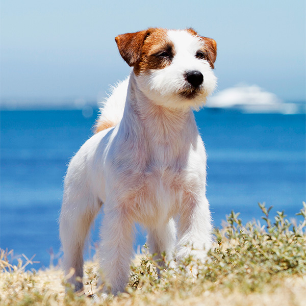 Jack Russell Terrier Mannequin