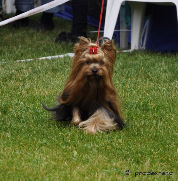 Life with Dogs • Nina Grasmo