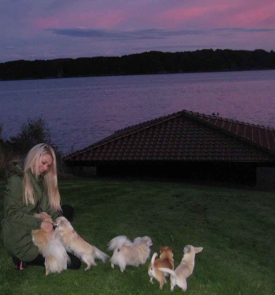 Life with Dogs • Pictures tell