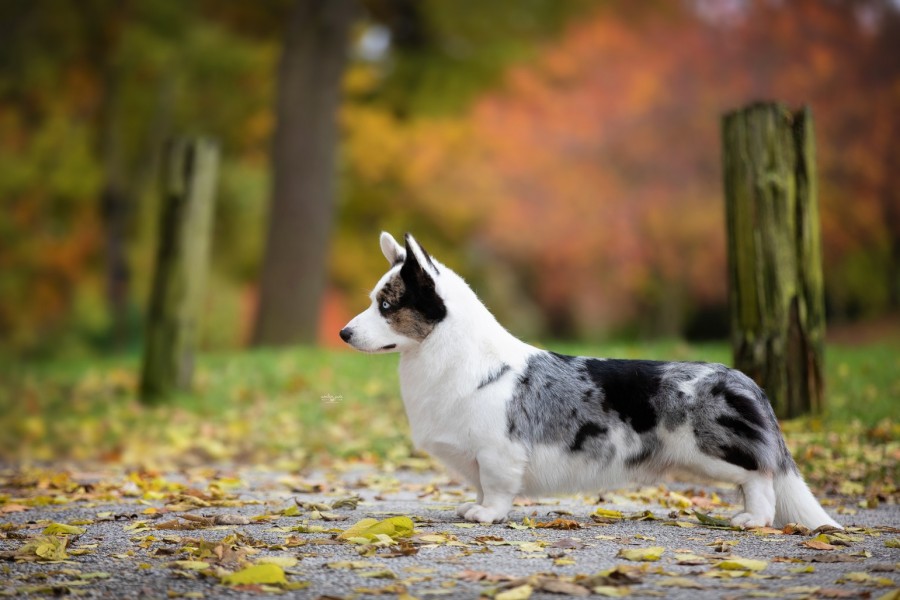 Life with Dogs • Lori Frost