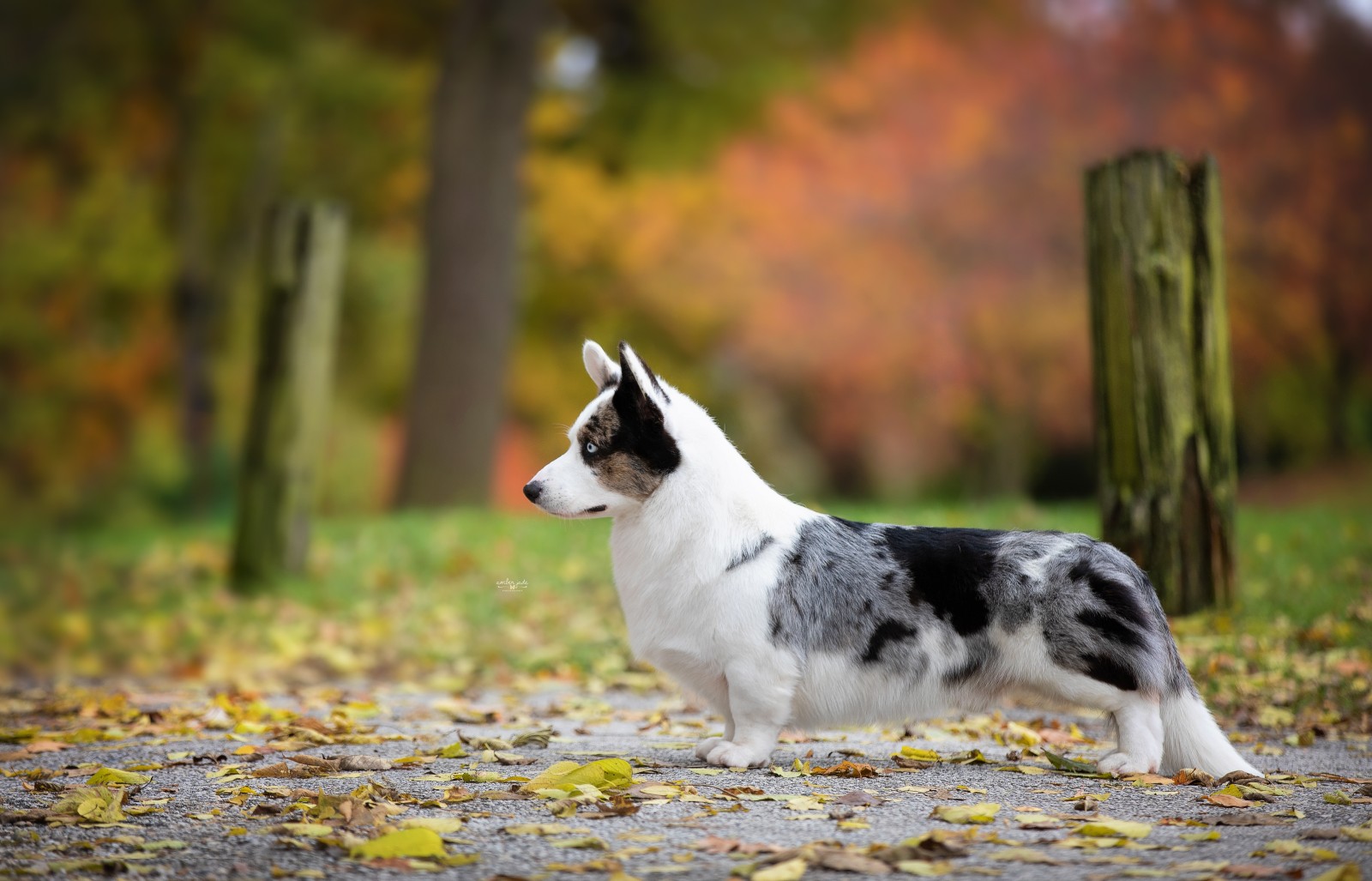 Life with Dogs • Lori Frost