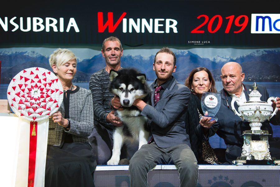 BIS at the Insubria Winner • 3/11/2019
